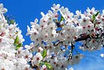 Cherry blossom 01 - s